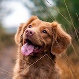 A dog playing