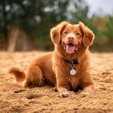 A dog sitting in  the sand