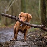 A dog playing with log